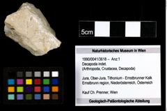 Foto (Objekt + Etiketten) von Decapoda indet. 